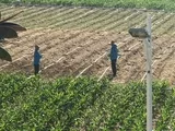 技丰种业集团专家实地考察