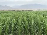技丰种业集团玉米基地