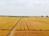 技丰种业集团基地